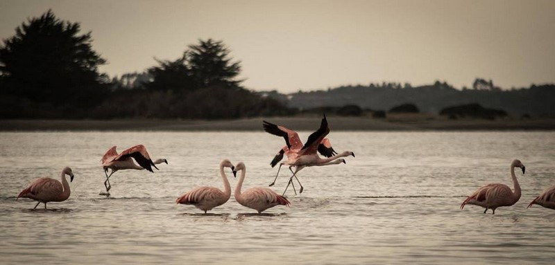 Fotografía 14 de Palafito Waiwen en Castro, Los Lagos