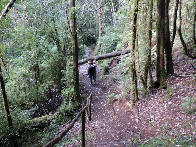 Fotografía 2 de Tour Bosque Piedra y P.N. de Chiloe en Castro, Los Lagos