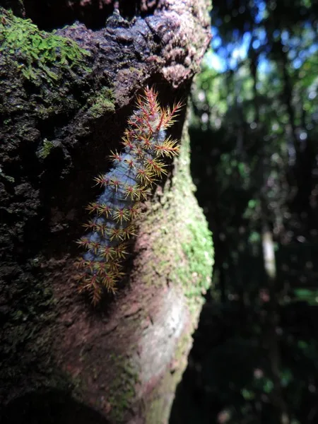 Fotografía 4 de Tour Bosque Piedra y P.N. de Chiloe en Castro, Los Lagos