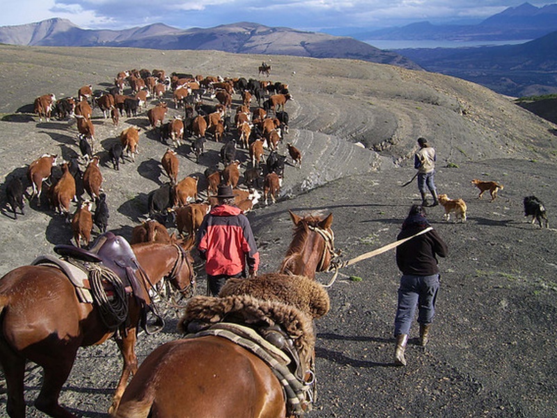 Fotografía 16 de Cabalgatas Puerto Natales en Puerto Natales, Magallanes