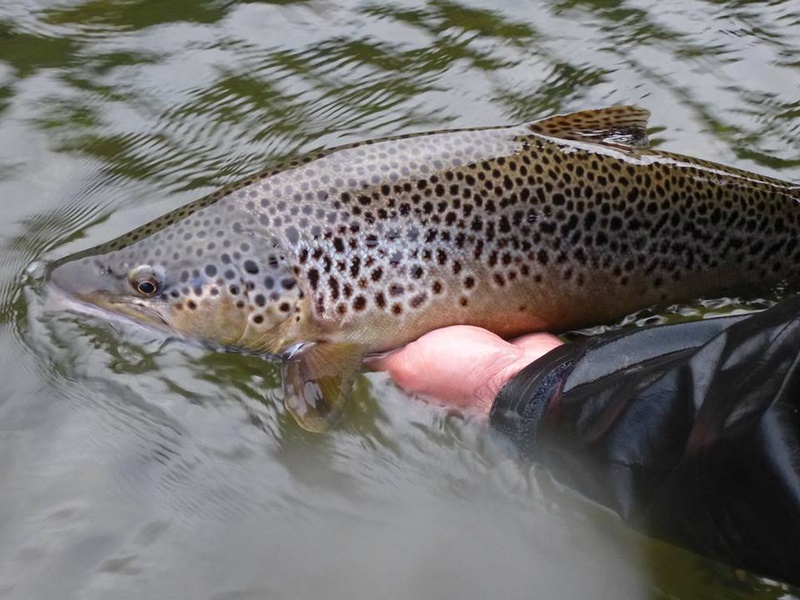 Fotografía 7 de Expediciones de Pesca con Mosca en Rio Bueno, Los Rios