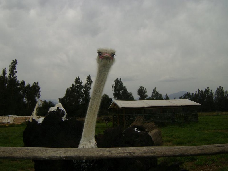 Fotografía 8 de Camping Granja Educativa de Lonquen en Isla De Maipo, Metropolitana