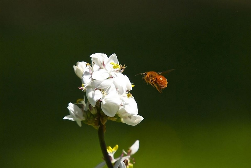 Fotografía 19 de Jaurdín Botínico UACh en Valdivia, Los Rios