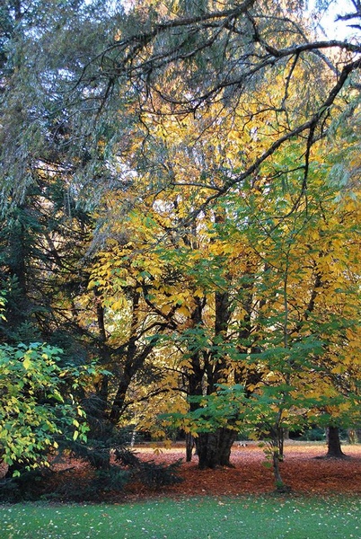 Fotografía 8 de Jaurdín Botínico UACh en Valdivia, Los Rios