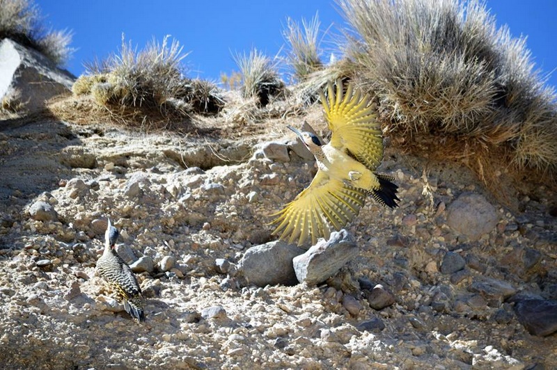 Fotografía 12 de Birdwatching Costa Altiplano en Arica, Arica Y Parinacota