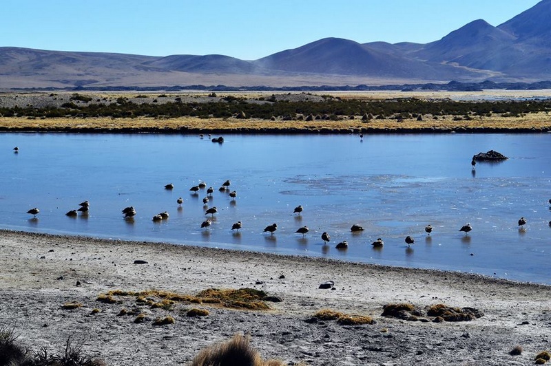 Fotografía 17 de Birdwatching Costa Altiplano en Arica, Arica Y Parinacota