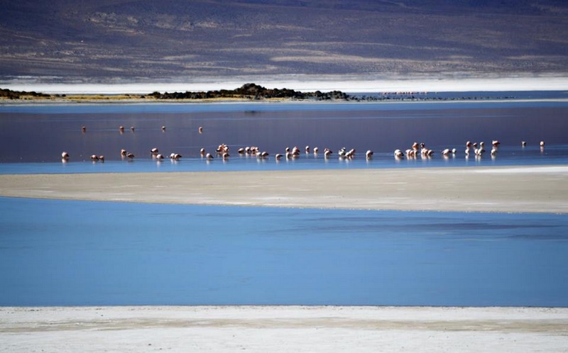 Fotografía 6 de Birdwatching Costa Altiplano en Arica, Arica Y Parinacota