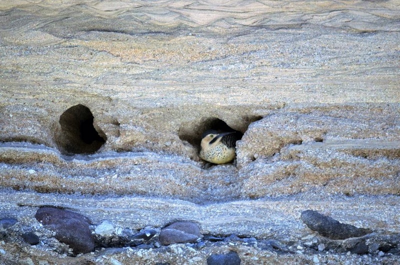 Fotografía 9 de Birdwatching Costa Altiplano en Arica, Arica Y Parinacota