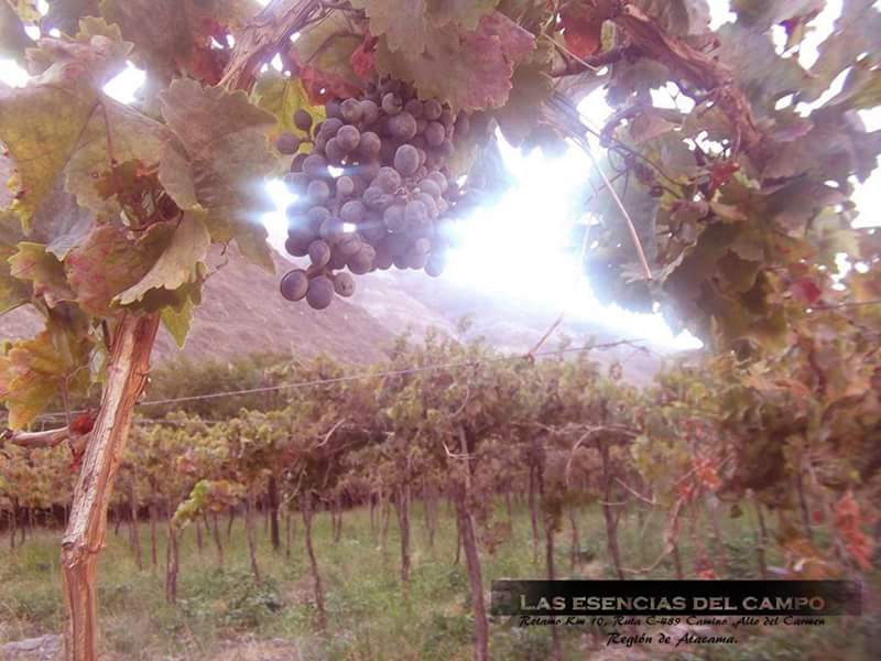 Fotografía 5 de Restaurante comida típica y cabañas en Alto Del Carmen, Atacama