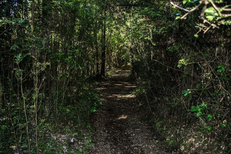 Fotografía 11 de Cabañas Domos del Bosque en Dalcahue, Los Lagos
