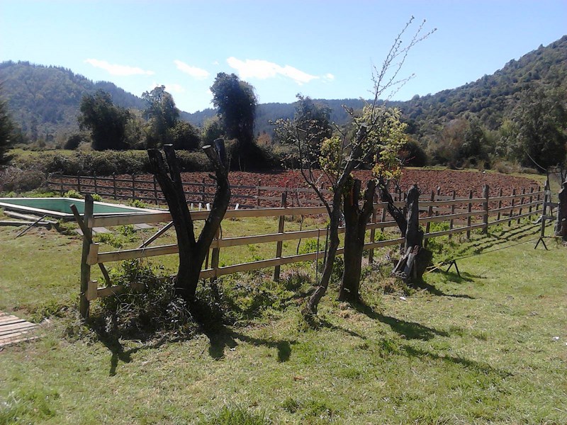 Fotografía 4 de Alojamiento Rural Casa de Campo en San Clemente en San Clemente, Maule