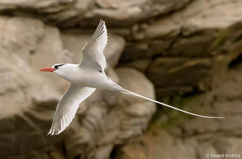 Fotografía 9 de Excursiones Níuticas Reserva Nacional Pinguino de Humboldt. en Freirina, Atacama