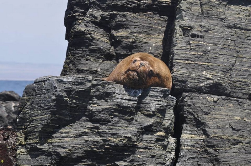 Fotografía 14 de Excursiones Níuticas Reserva Nacional Pinguino de Humboldt. en Freirina, Atacama
