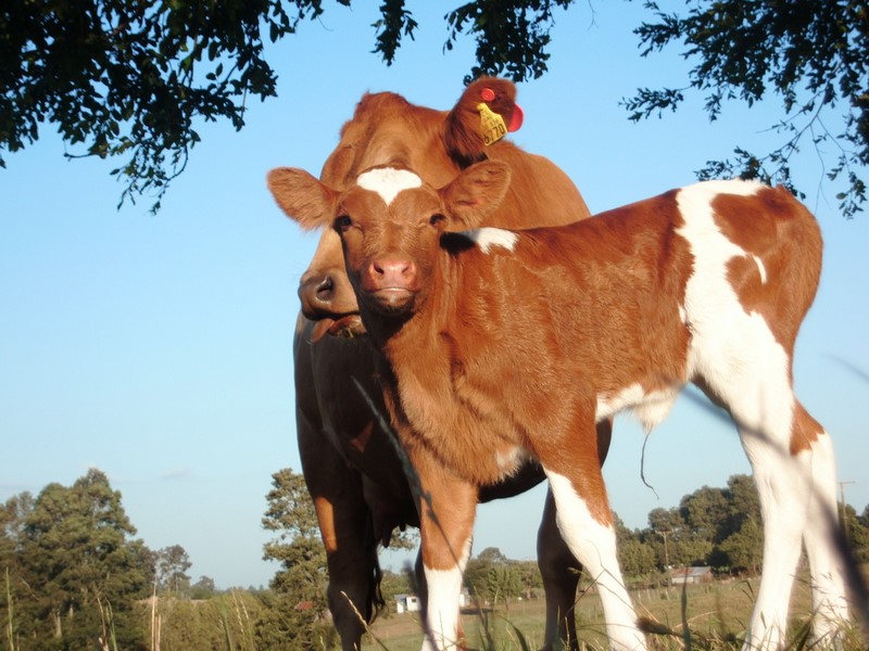 Fotografía 14 de Experiencia Diferente En La Araucanía en Teodoro Schmidt, Araucania
