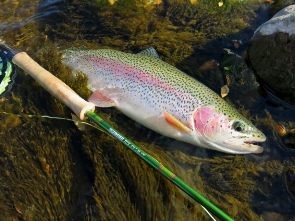Fotografía 2 de Pesca con mosca en Coyhaique en Coyhaique, Aysen