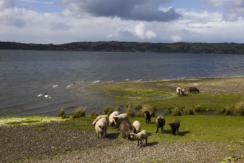 Fotografía 2 de Cabañas Zarapito en Quellon, Los Lagos