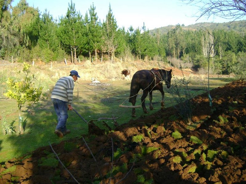 Fotografía 16 de Casona Las Catalinas en Curepto, Maule