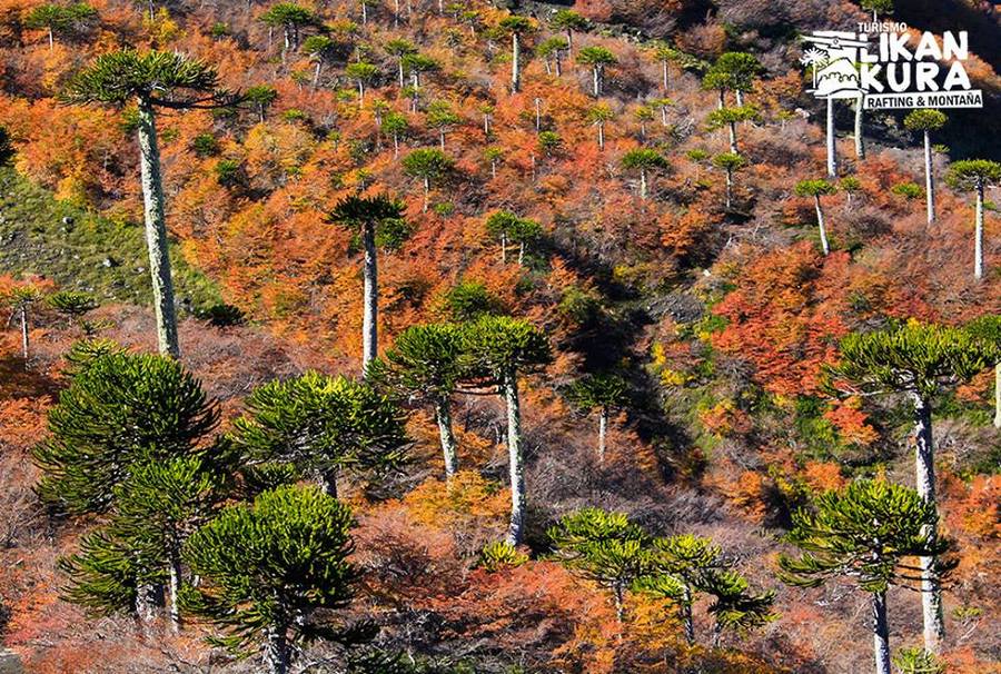 Fotografía 16 de Turismo Aventura y Ecoturismo en Melipeuco en Melipeuco, Araucania