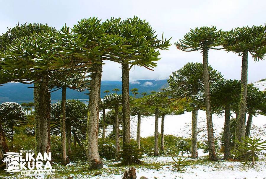 Fotografía 5 de Turismo Aventura y Ecoturismo en Melipeuco en Melipeuco, Araucania