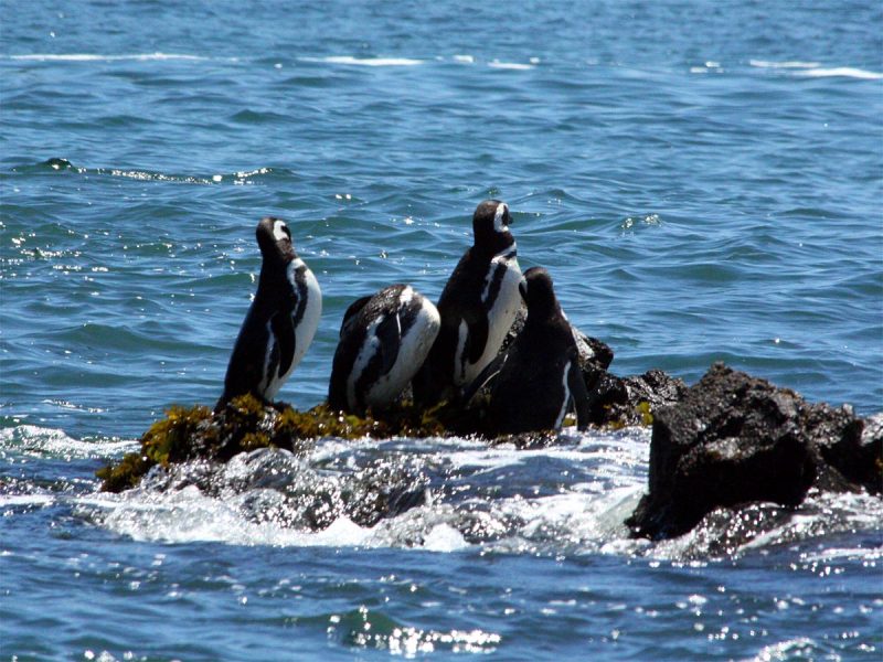 Fotografía 6 de Tours y excursiones en Puerto Montt  en Puerto Montt, Los Lagos