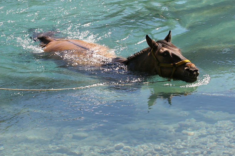 Fotografía 3 de Cabalgatas en Cochamo en Cochamo, Los Lagos