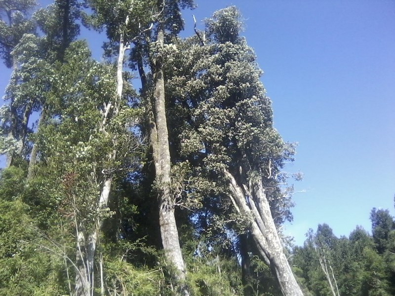 Fotografía 3 de Cabalgatas - Comida Mapuche y mucho mas... en Los Lagos, Los Rios