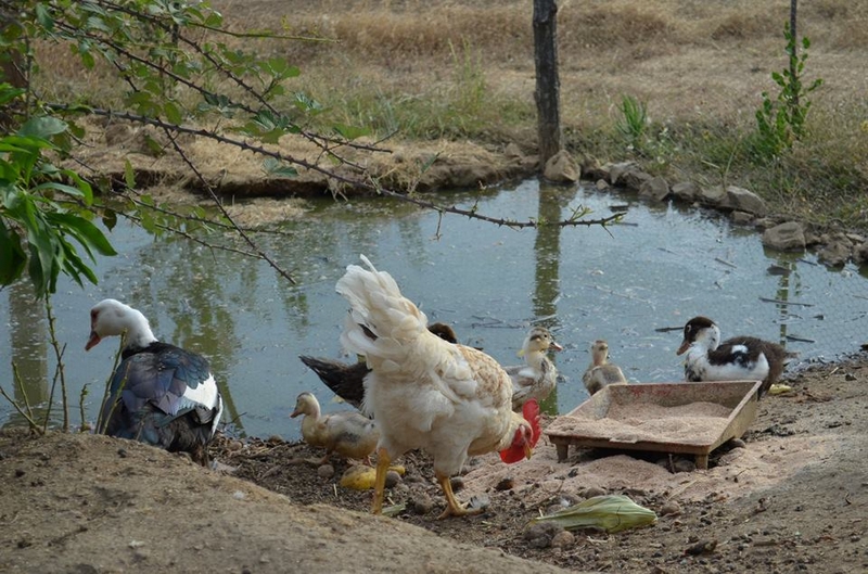 Fotografía 8 de Ven a descansar a Coltauco en Coltauco, Ohiggins