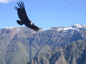 Fotografía 6 de Observación de Flora y Fauna en Quilpue, Valparaiso