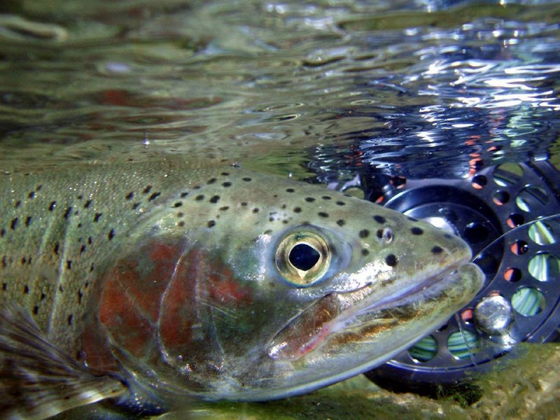 Fotografía 3 de Pesca con Mosca en la Patagonia de Chile en Valdivia, Los Rios