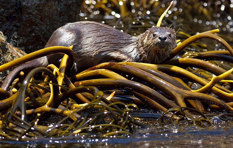 Fotografía 3 de Pelagic Trips Chile en Arica, Arica Y Parinacota