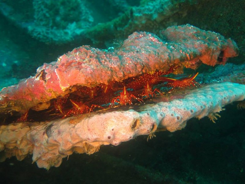 Fotografía 7 de Bautismo Submarino, Curso de Buceo, Turismo Submarino en Valparaiso, Valparaiso