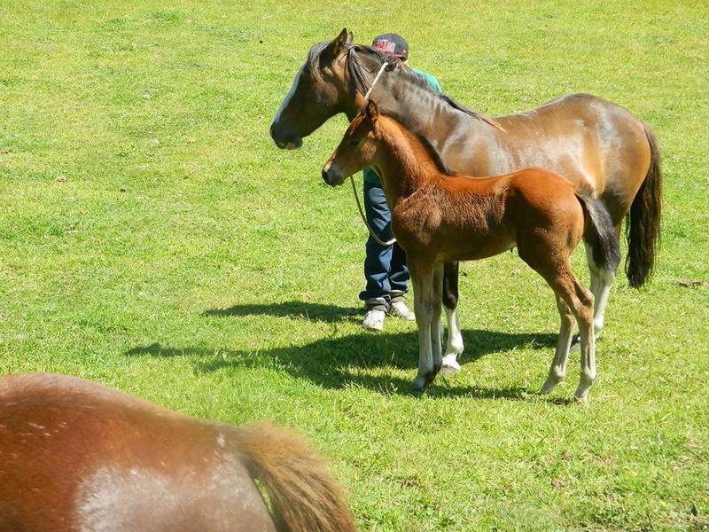 Fotografía 3 de Cabalgatas en Chiloe en Castro, Los Lagos
