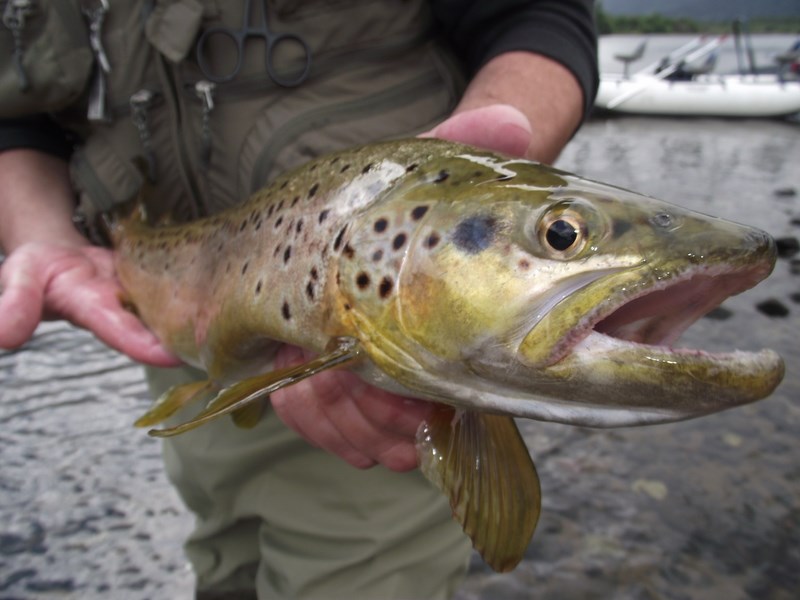 Fotografía 3 de Rototom Outfitters - Fly Fishing en Puerto Montt, Los Lagos