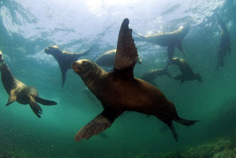 Fotografía 10 de Buceo Quintay - Buceo Recreativo Autonomo en Valparaiso, Valparaiso