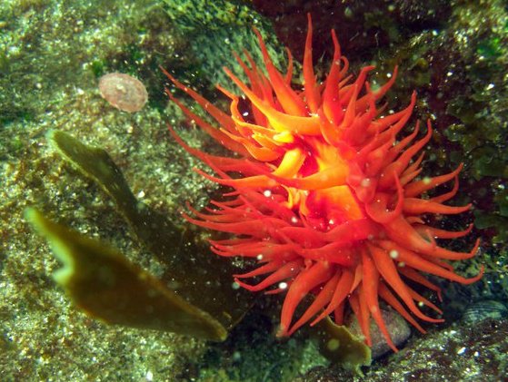 Fotografía 6 de Buceo Quintay - Buceo Recreativo Autonomo en Valparaiso, Valparaiso
