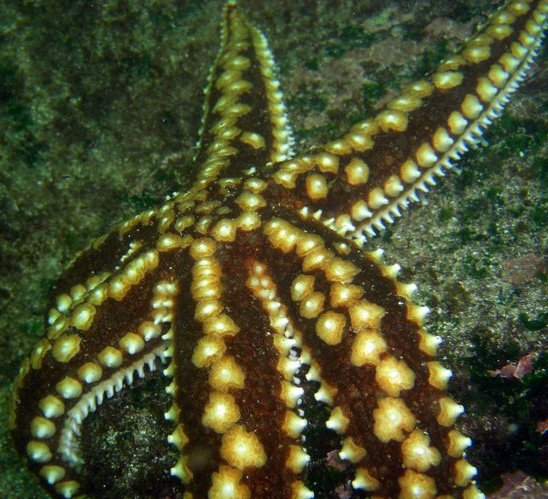 Fotografía 7 de Buceo Quintay - Buceo Recreativo Autonomo en Valparaiso, Valparaiso