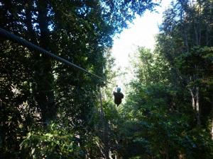 Canopy  en Aysen, Aysen