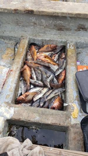Pesca en la bahía de Concón en Concon, Valparaiso