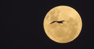 Birdwatching in Coquimbo en Coquimbo, Coquimbo