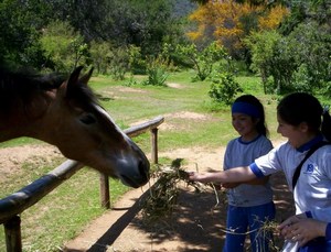 Ecoreserva en Villa Alemana