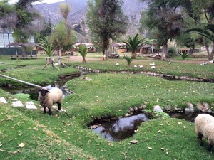Hotel Cabañas Vertientes de Elqui en Vicuña, Coquimbo