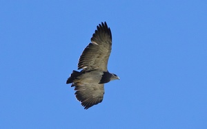 Observación de Aves / Birdwatching en Viña Del Mar, Valparaiso
