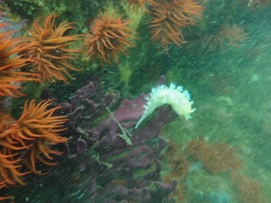Buceo en Caleta Chome, Hualpen Talcahuano