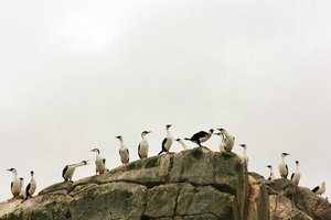 Servicios Taxi Tour en Puerto Montt, Los Lagos