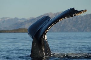 Agencia de Viajes y Servicios de Transporte en Punta Arenas, Magallanes