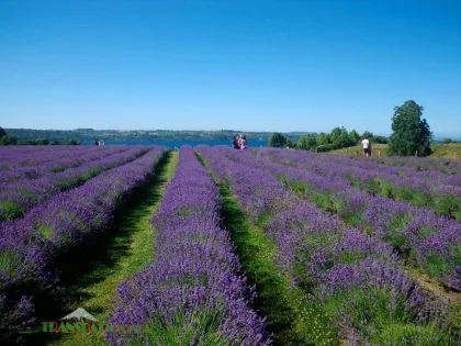 Contíctese con la entrada a la Patagonia chilena en Osorno, Los Lagos