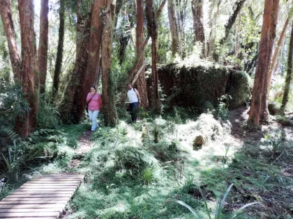 Trekking Parque Tepuhueico en Castro, Los Lagos