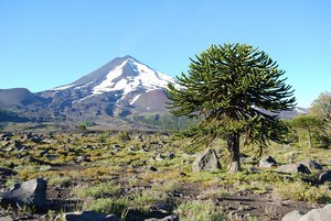 Treeking - Pesca con Mosca en la Araucania
