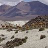 Tour Operador Etnovivencial en Parque Nacional Lauca