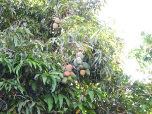 Agroturismo y hospedaje en Pica en Pica, Tarapaca